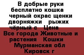 В добрые руки бесплатно,кошка,2.5черный окрас,щенки дворняжки,3 рыжих 1 чёрный,с › Цена ­ - - Все города Животные и растения » Кошки   . Мурманская обл.,Кировск г.